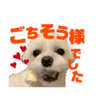 マルチーズのおもち②（個別スタンプ：29）