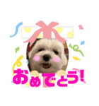 マルチーズのおもち②（個別スタンプ：31）