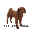 とある犬のスタンプを作ったらしいですよ。（個別スタンプ：3）