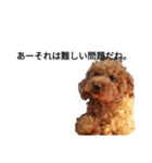 とある犬のスタンプを作ったらしいですよ。（個別スタンプ：5）