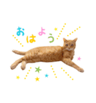 猫助けスタンプ「サノスケ挨拶編」（個別スタンプ：1）