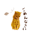猫助けスタンプ「サノスケ挨拶編」（個別スタンプ：3）