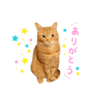 猫助けスタンプ「サノスケ挨拶編」（個別スタンプ：4）