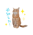 猫助けスタンプ「サノスケ挨拶編」（個別スタンプ：5）