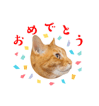 猫助けスタンプ「サノスケ挨拶編」（個別スタンプ：7）