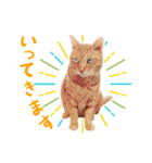 猫助けスタンプ「サノスケ挨拶編」（個別スタンプ：8）