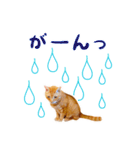 猫助けスタンプ「サノスケ挨拶編」（個別スタンプ：9）