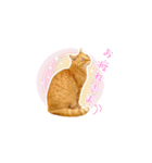 猫助けスタンプ「サノスケ挨拶編」（個別スタンプ：10）