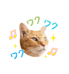 猫助けスタンプ「サノスケ挨拶編」（個別スタンプ：11）