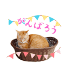 猫助けスタンプ「サノスケ挨拶編」（個別スタンプ：12）