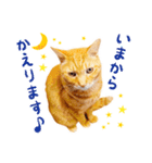 猫助けスタンプ「サノスケ挨拶編」（個別スタンプ：13）