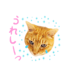 猫助けスタンプ「サノスケ挨拶編」（個別スタンプ：14）
