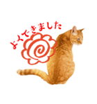 猫助けスタンプ「サノスケ挨拶編」（個別スタンプ：15）