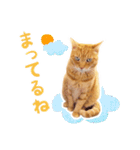 猫助けスタンプ「サノスケ挨拶編」（個別スタンプ：16）