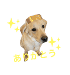 てらだ動物病院スタンプ1（個別スタンプ：3）