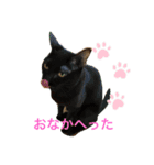 てらだ動物病院スタンプ1（個別スタンプ：5）