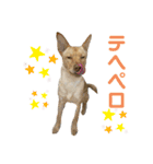 てらだ動物病院スタンプ1（個別スタンプ：9）