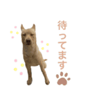 てらだ動物病院スタンプ1（個別スタンプ：12）