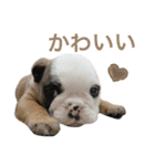 てらだ動物病院スタンプ1（個別スタンプ：13）