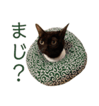 てらだ動物病院スタンプ1（個別スタンプ：15）