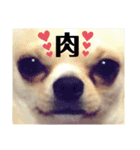 コチくん（個別スタンプ：3）