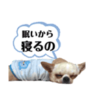 コチくん（個別スタンプ：6）