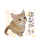 わたなべ うりくん（個別スタンプ：1）