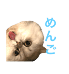 こはくはうるてと（個別スタンプ：8）