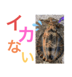 イカの大冒険（アオリストさん）（個別スタンプ：3）