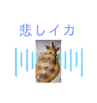 イカの大冒険（アオリストさん）（個別スタンプ：5）