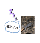 イカの大冒険（アオリストさん）（個別スタンプ：10）