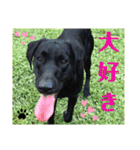 ラブラドール·楓大と家族達（個別スタンプ：1）