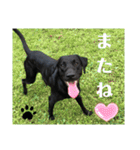 ラブラドール·楓大と家族達（個別スタンプ：3）