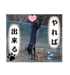 ラブラドール·楓大と家族達（個別スタンプ：5）