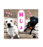 ラブラドール·楓大と家族達（個別スタンプ：7）