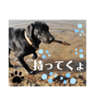 ラブラドール·楓大と家族達（個別スタンプ：9）