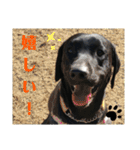 ラブラドール·楓大と家族達（個別スタンプ：11）
