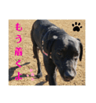 ラブラドール·楓大と家族達（個別スタンプ：12）