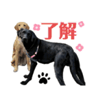 ラブラドール·楓大と家族達（個別スタンプ：20）