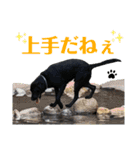 ラブラドール·楓大と家族達（個別スタンプ：23）