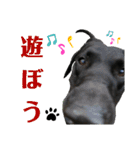 ラブラドール·楓大と家族達（個別スタンプ：26）