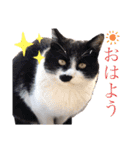 猫と動物スタンプ（個別スタンプ：1）