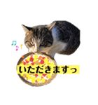 猫と動物スタンプ（個別スタンプ：13）