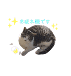 猫と動物スタンプ（個別スタンプ：14）