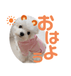 マルチーズのCOCORO（個別スタンプ：1）