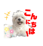 マルチーズのCOCORO（個別スタンプ：2）