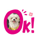 マルチーズのCOCORO（個別スタンプ：4）