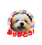 マルチーズのCOCORO（個別スタンプ：5）