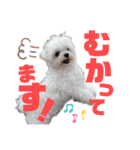 マルチーズのCOCORO（個別スタンプ：8）