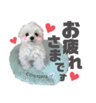 マルチーズのCOCORO（個別スタンプ：9）